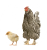 mangimi per animali avicoli Molino Peirone Boves